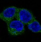 Anti-ULK1/Atg1 Rabbit Monoclonal Antibody